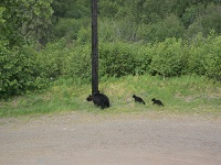 Mama Black Bear with 3 cubs Jul 2017